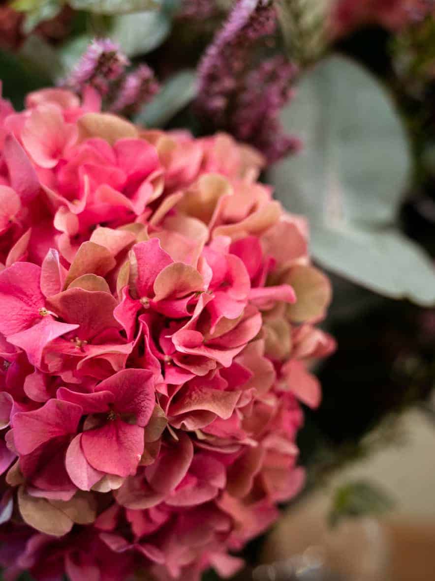 Ramo de Hortensias rosadas