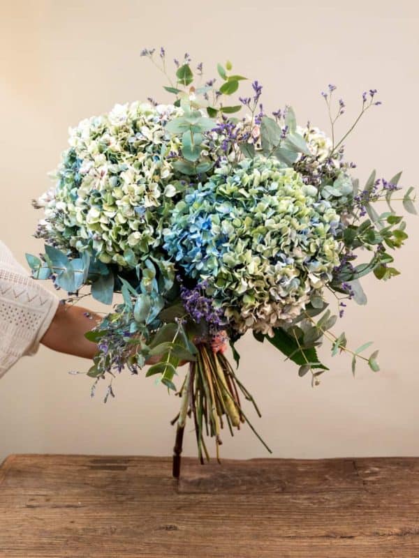Hortensias Gallegas