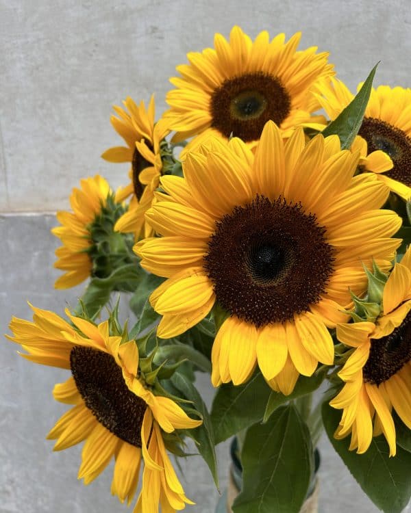 Ramo de girasoles
